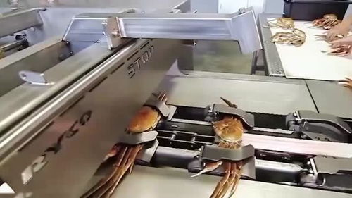 螃蟹機械化加工過程,不是親眼所見,很難相信這是真的